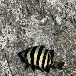 シマダイ