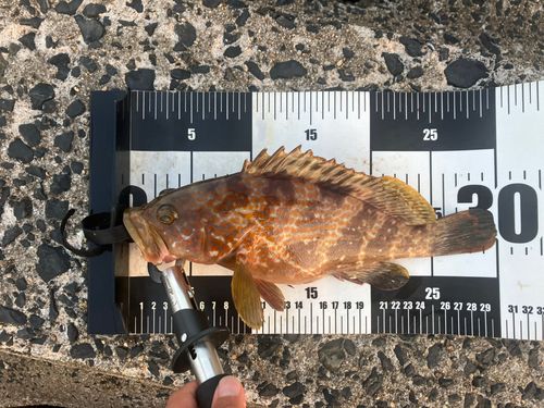 アコウの釣果