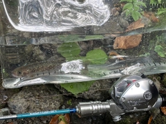 イワナの釣果
