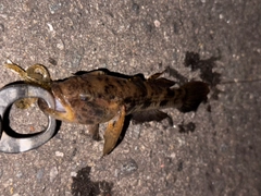 ウロハゼの釣果