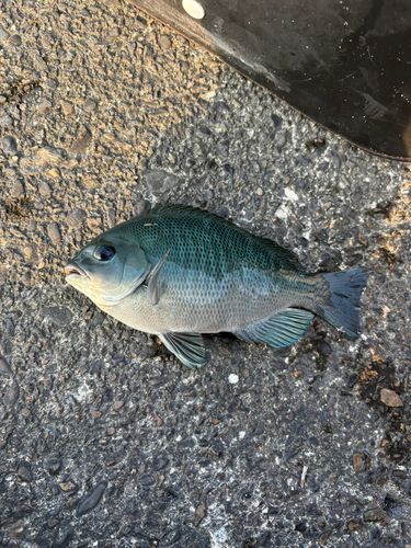 グレの釣果