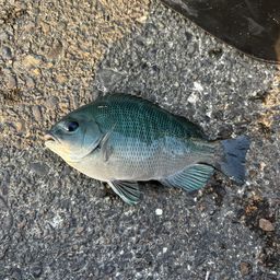 グレ