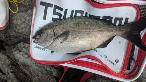 イズスミの釣果