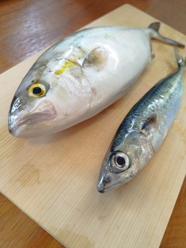 サバの釣果