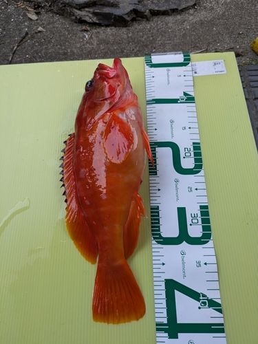 アカハタの釣果