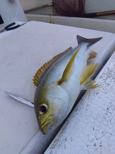 イサキの釣果