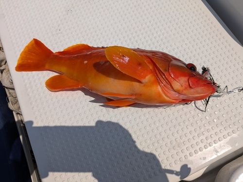 アカハタの釣果