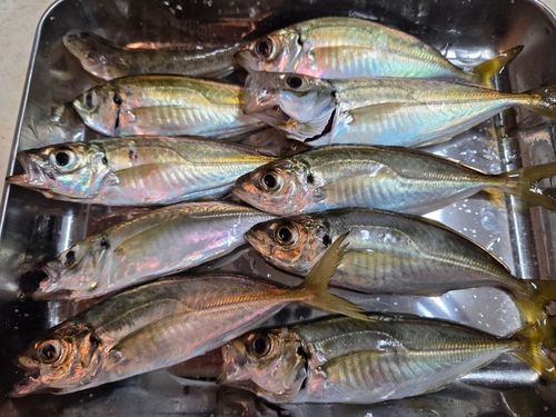 アジの釣果