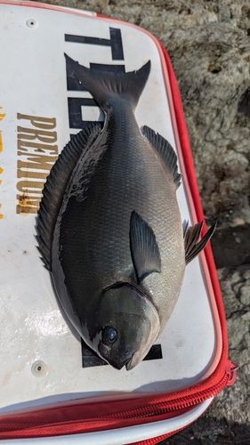 オナガグレの釣果