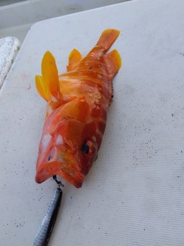 アカハタの釣果