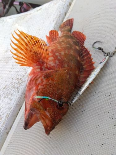 カサゴの釣果