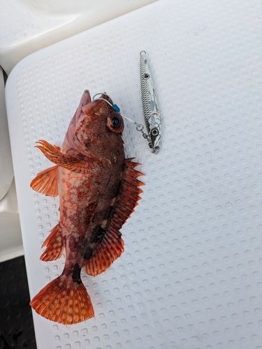 ガシラの釣果