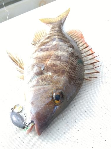 キツネフエフキの釣果