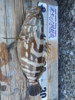 クエの釣果