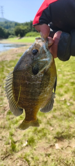 ブルーギルの釣果