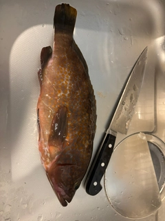 キジハタの釣果