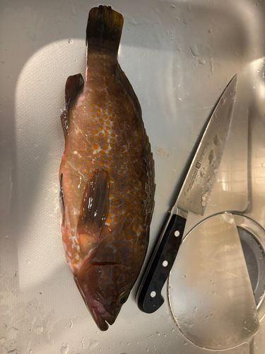 キジハタの釣果