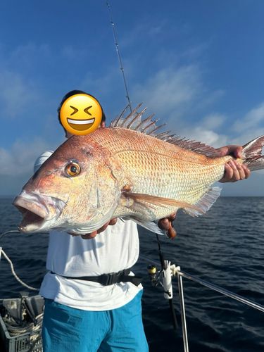 タイの釣果