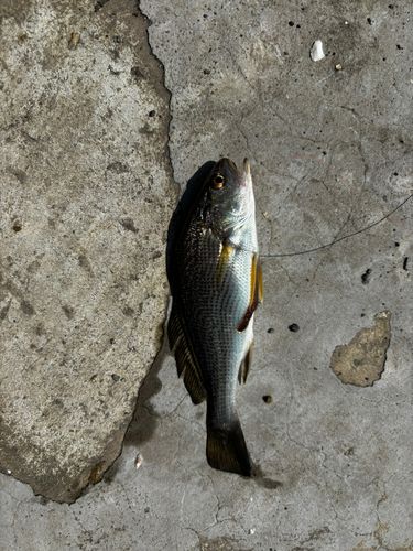 セイゴ（ヒラスズキ）の釣果