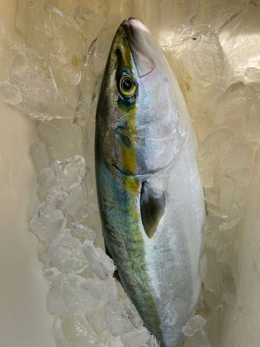 ワラサの釣果