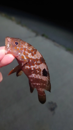 キジハタの釣果