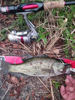 ラージマウスバスの釣果
