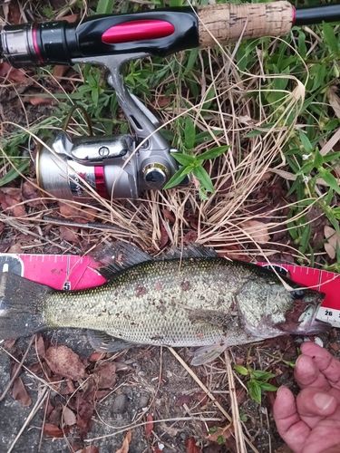 ラージマウスバスの釣果