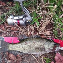 ラージマウスバス