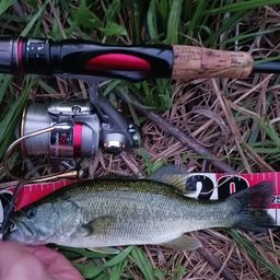 ラージマウスバス