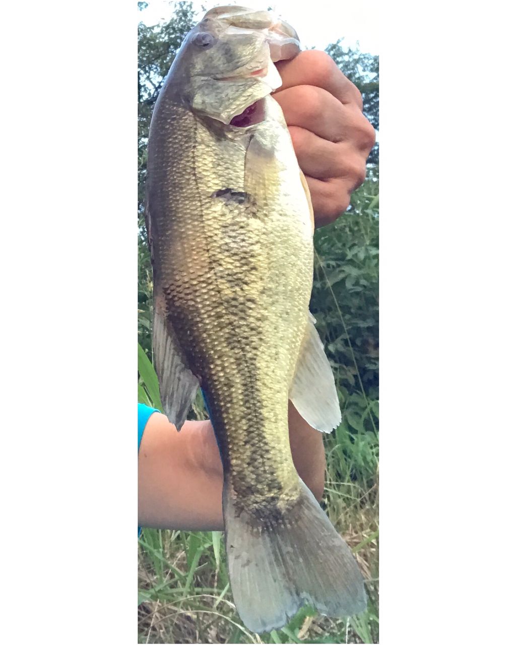 ラージマウスバス