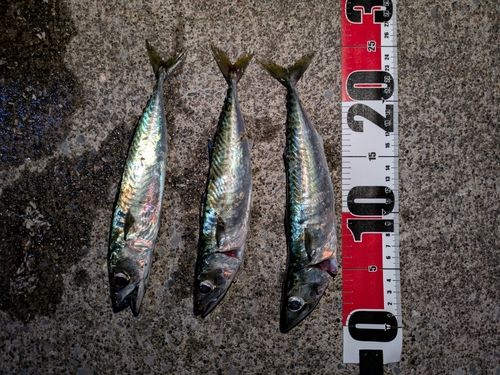 サバの釣果