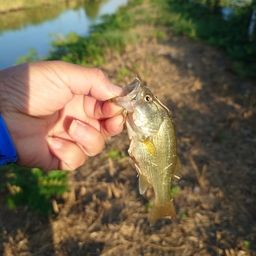 ラージマウスバス