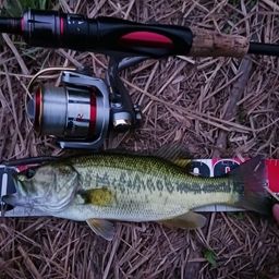 ラージマウスバス