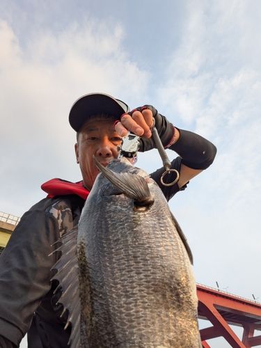 クロダイの釣果