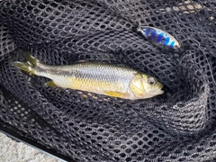 カワムツの釣果