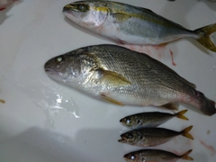 ワカシの釣果