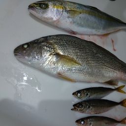 ワカシ