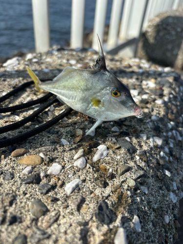 ギマの釣果