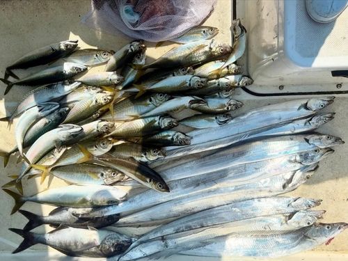 タチウオの釣果