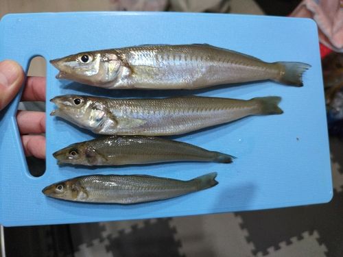 シロギスの釣果