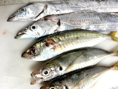 タチウオの釣果