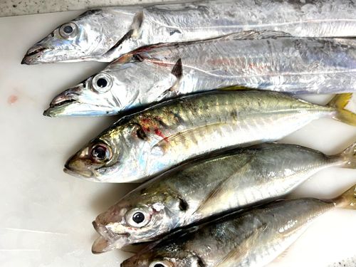 タチウオの釣果