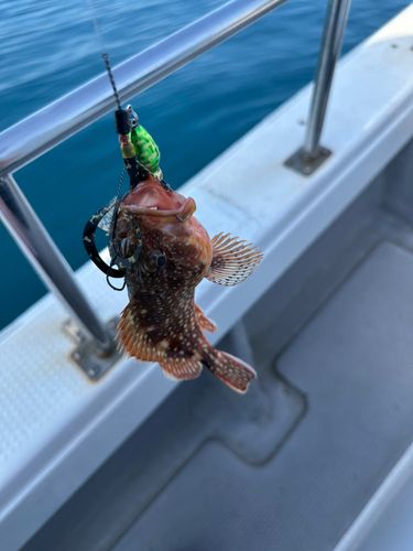 ウッカリカサゴの釣果