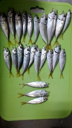 アジの釣果