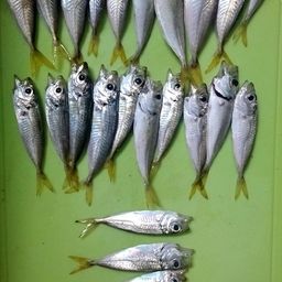 アジ