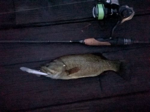スモールマウスバスの釣果