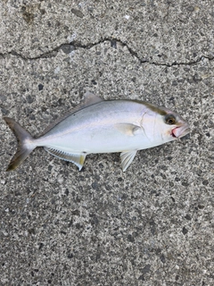 ショゴの釣果