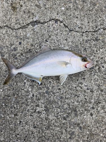 ショゴの釣果