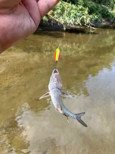 ニゴイの釣果