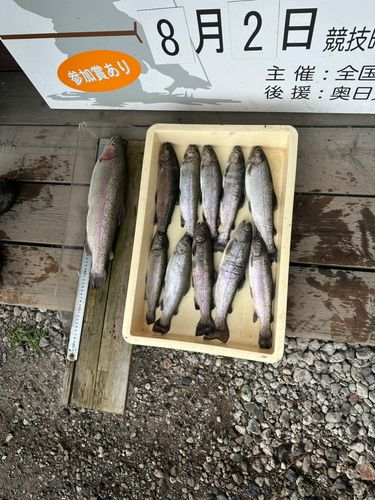 ニジマスの釣果